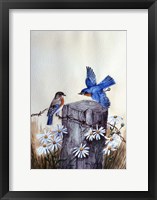 Framed Bluebirds With Daisies 3