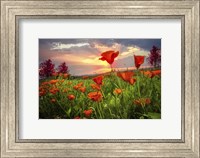 Framed Sunrise Poppies