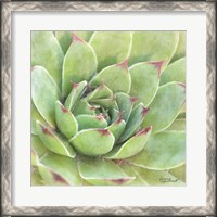 Framed Garden Succulents IV Color