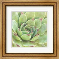 Framed Garden Succulents IV Color