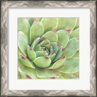 Framed 'Garden Succulents IV Color' border=