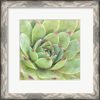 Framed 'Garden Succulents IV Color' border=