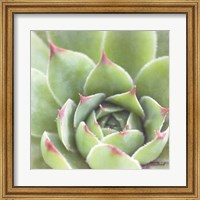 Framed Garden Succulents III Color