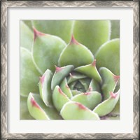 Framed Garden Succulents III Color