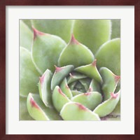 Framed Garden Succulents III Color