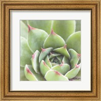 Framed Garden Succulents III Color