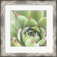 Framed Garden Succulents III Color