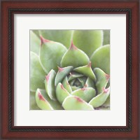 Framed 'Garden Succulents III Color' border=