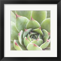 Framed 'Garden Succulents III Color' border=