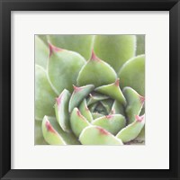 Framed 'Garden Succulents III Color' border=