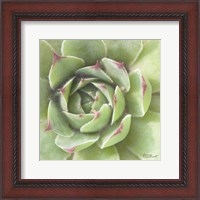 Framed 'Garden Succulents II Color' border=