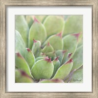 Framed Garden Succulents I Color