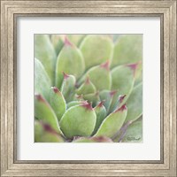 Framed 'Garden Succulents I Color' border=