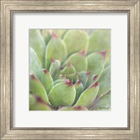 Framed 'Garden Succulents I Color' border=