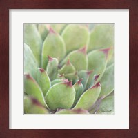 Framed 'Garden Succulents I Color' border=