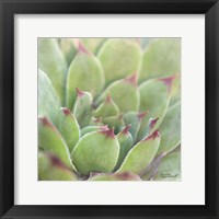 Framed 'Garden Succulents I Color' border=