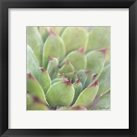 Framed 'Garden Succulents I Color' border=