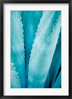 Abstract Agava III Color Framed Print