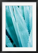 Abstract Agava IV Color Framed Print