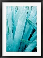 Abstract Agava I Color Framed Print