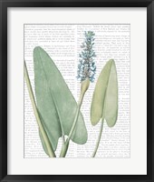 Summer Botanicals IV Framed Print