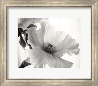 Framed Translucent Peony VI BW