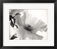 Framed 'Translucent Peony VI BW' border=