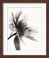 Framed Translucent Peony II BW