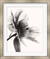 Framed Translucent Peony II BW