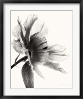 Framed Translucent Peony II BW