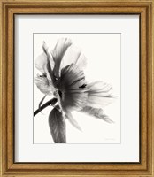 Framed Translucent Peony II BW