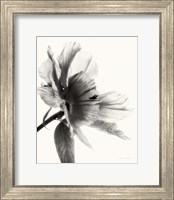 Framed Translucent Peony II BW