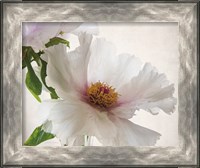 Framed 'Translucent Peony VI' border=