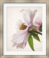 Framed Translucent Peony IV