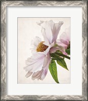 Framed Translucent Peony IV