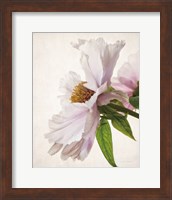 Framed Translucent Peony IV