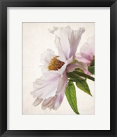 Framed 'Translucent Peony IV' border=