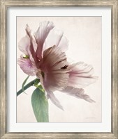 Framed Translucent Peony II