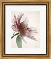 Framed Translucent Peony II