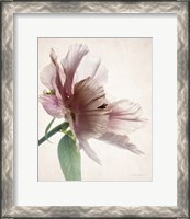 Framed Translucent Peony II