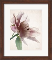 Framed Translucent Peony II