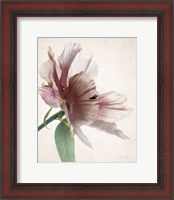 Framed Translucent Peony II