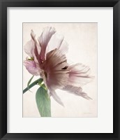 Framed 'Translucent Peony II' border=