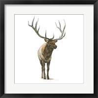 Natural Majesty I Framed Print