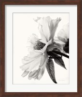 Framed Translucent Peony IV BW