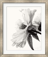 Framed Translucent Peony IV BW