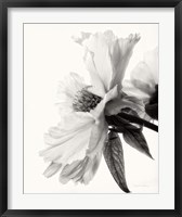 Framed Translucent Peony IV BW