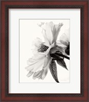 Framed Translucent Peony IV BW