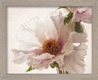 Framed 'Translucent Peony V' border=