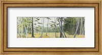 Framed Birch Field